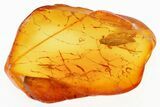 Detailed Fossil Leafhopper (Cicadellidae) In Baltic Amber #300729-1